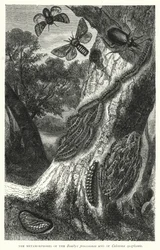Le metamorfosi di Bombyx processionea e di Calosoma sycophanta (incisione)