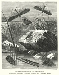 Le metamorfosi delle mosche caddis, Phryganea flavicornis, Phryganea rhombica e Phryganea fusca