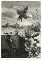 Le metamorfosi del grillo talpa, Gryllotalpa vulgaris (incisione)