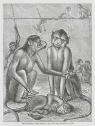 La scimmia che rubò e mangiò il guanto della signora (incisione)