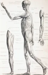I muscoli del corpo umano, c.1890