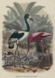 Il fenicottero rosso e il jabiru (incisione colorata)