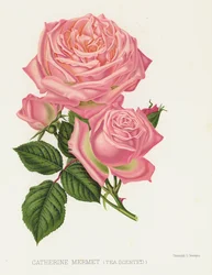 Il Giardino delle Rose: Catherine Mermet, Profumata di Tè