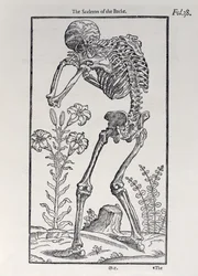 Lo scheletro della schiena, tavola da The Historie of Man pubblicato da John Banister, 1578