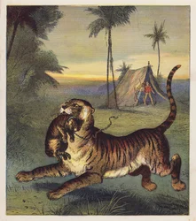 Il cucciolo di tigre