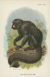 Il Saki dal Naso Bianco