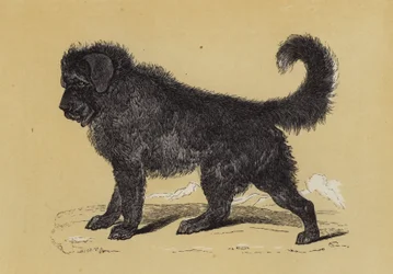 Cane del Tibet