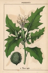 Stramonio con fiori bianchi e frutti spinosi, da 