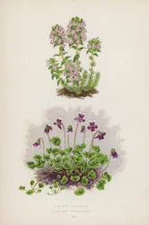 Thymus Striatus; Erpetion Reniforme (litografia a colori)