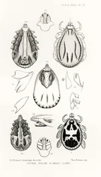 Zecche dalla Somalia, illustrazione da The Hope Reports, Vol. II, 1897-1900, a cura di Edward B. Poulton, Oxford, 1901