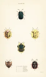 Scarabei tartaruga: Omocerus bicornis, Cassida scalaris, Cassida micans, Cassida echinata, Cassida perforata, Cassida luctuosa