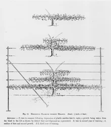 Allevamento dei giovani alberi da frutto, da La guida del frutticoltore di John Wright, pubblicata ca. 1897-1905