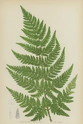 Felce Triangolare a Denti Spinosi