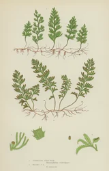 Felce a pellicola di Tunbridge, felce a pellicola di Wilson