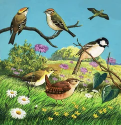 Montaggio di uccelli non identificati