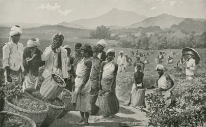 Veduta di una piantagione di tè a Ceylon