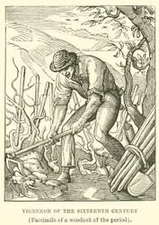 Vignaiolo del XVI secolo