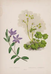 Vinca Herbacea; Romanzovia Sitchensis (litografia a colori)