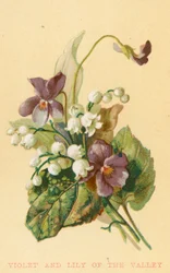 Viola e mughetto