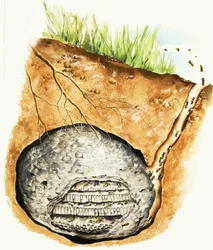 Nido di vespe sotterraneo