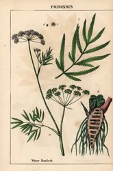 Cicuta virosa mostrando foglie, struttura delle radici e fiori, da 