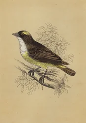 Uccello tessitore
