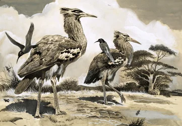 Quando il gruccione è alla ricerca di un pasto, prende un passaggio sul dorso dell