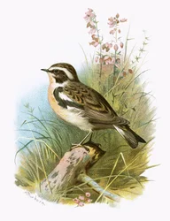 Saltimpalo