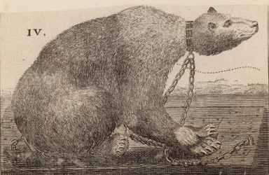 Orso Bianco esposto da Mr Bodys, Mulberry Garden