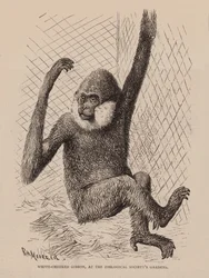 Gibbone dalle guance bianche, nei giardini della Società Zoologica (incisione)