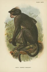 Il Mangabey dalla Corona Bianca