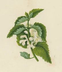 Ortica Bianca, Lamium Album