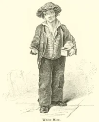 Topi bianchi