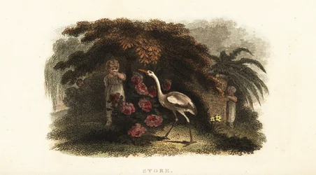 Cicogna bianca, Ciconia ciconia, che gioca a nascondino con i bambini in un giardino