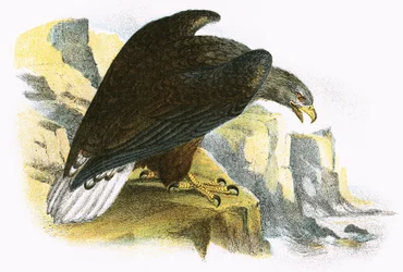Aquila di mare dalla coda bianca