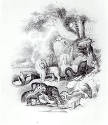 Animali selvatici da 