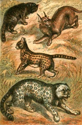 Gatto selvatico, serval, oncia e caracal