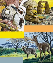 Montaggio di animali selvatici
