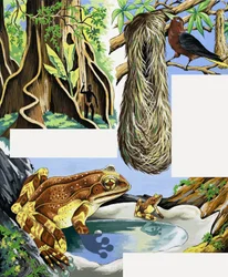 Montaggio di animali selvatici