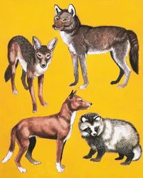 Montaggio di cani selvatici