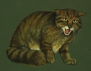 Gatto selvatico