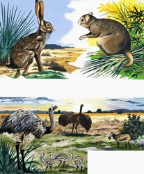 Montaggio della fauna selvatica