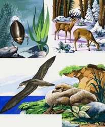 Montaggio di fauna selvatica