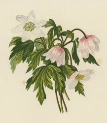 Anemone dei boschi