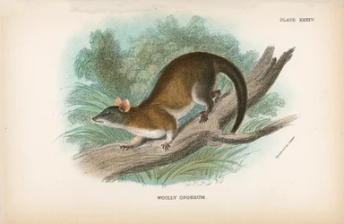 Opossum lanoso
