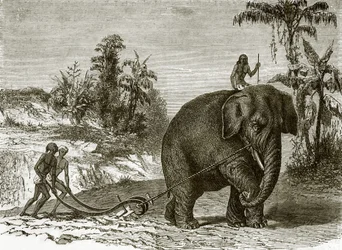 Elefante da lavoro a Ceylon