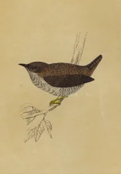 Scricciolo (litografia a colori)