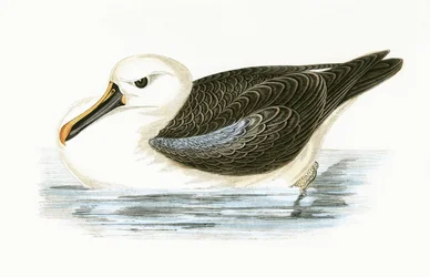 Albatros dal naso giallo, illustrazione da 