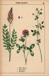 Trifoglio giallo, trifoglio rosso e sainfoin, da "The Instructive Picturebook, or Lessons from the Vegetable World," [Charlotte Mary Yonge], Edimburgo