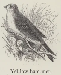 Zigolo giallo (incisione)